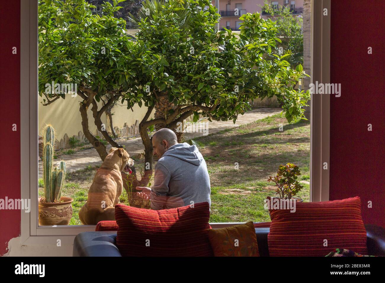 Homme jouant avec son chien dans le jardin de maison Banque D'Images