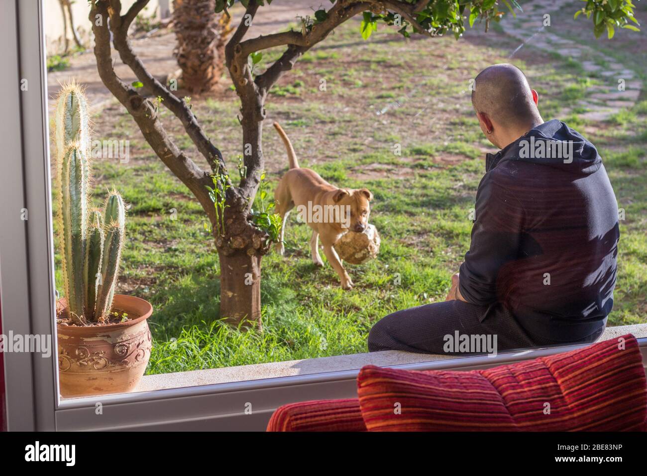 Homme jouant avec son chien dans le jardin de maison Banque D'Images