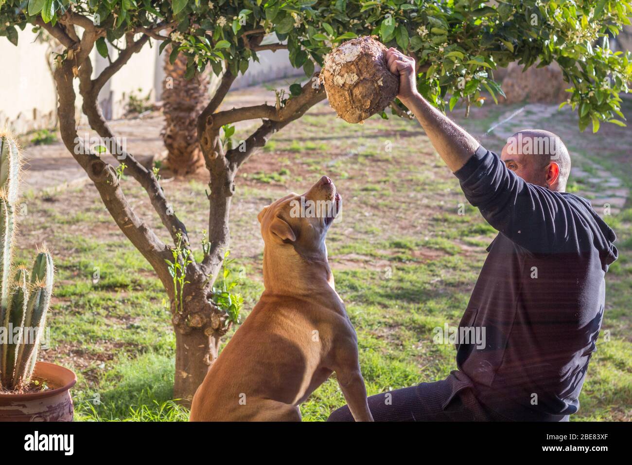 Homme jouant avec son chien dans le jardin de maison Banque D'Images