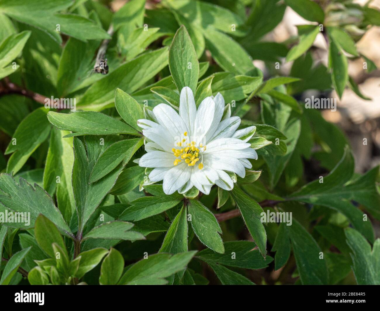 Une gros plan d'une fleur blanche semi-double d'Anemone Nemerosa Yerda Ramusem Banque D'Images