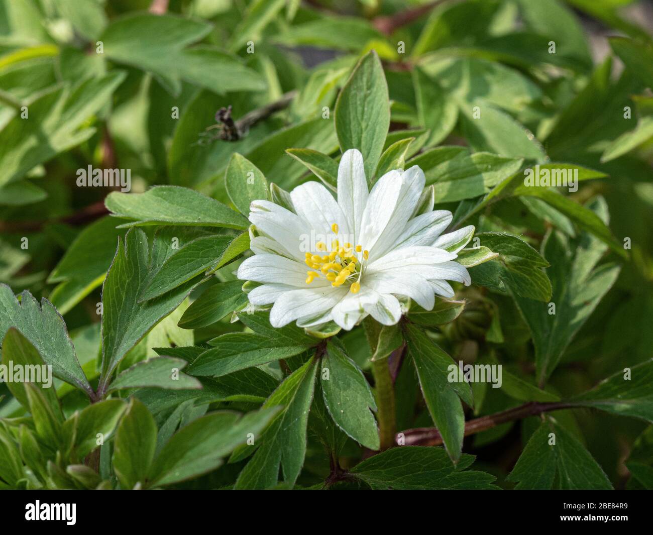 Une gros plan d'une fleur blanche semi-double d'Anemone Nemerosa Yerda Ramusem Banque D'Images