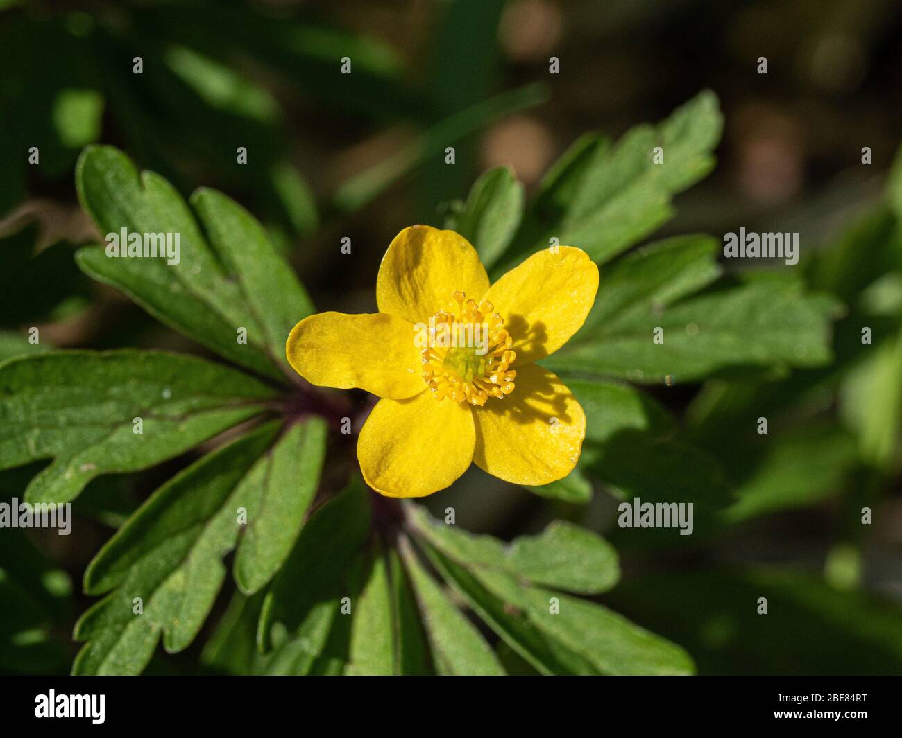 Gros plan d'une fleur jaune de buttercup d'Anemone ranunculoides Banque D'Images