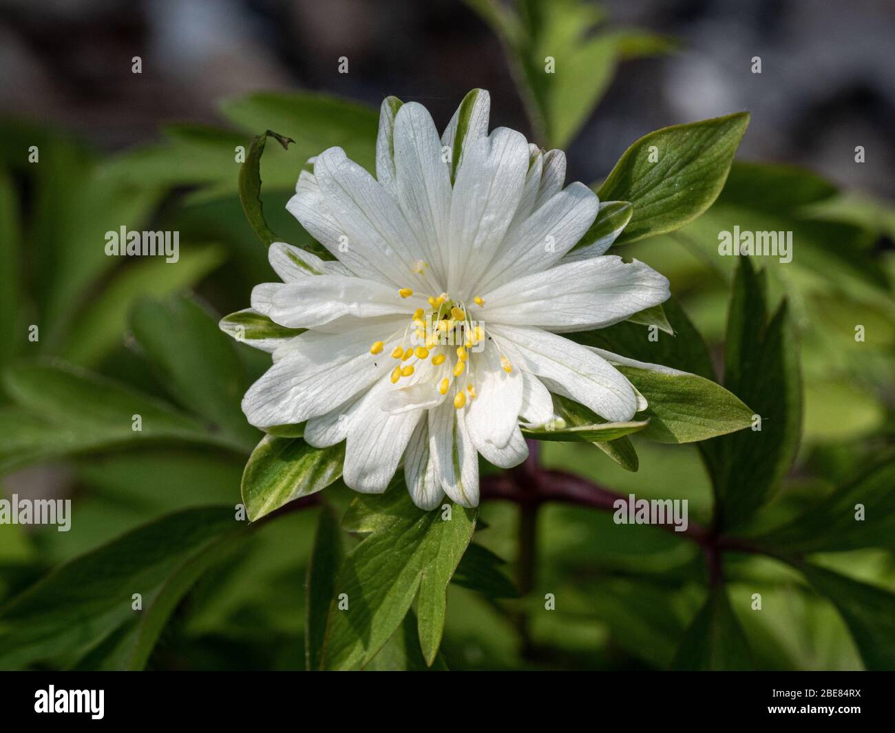 Une gros plan d'une fleur blanche semi-double d'Anemone Nemerosa Yerda Ramusem Banque D'Images