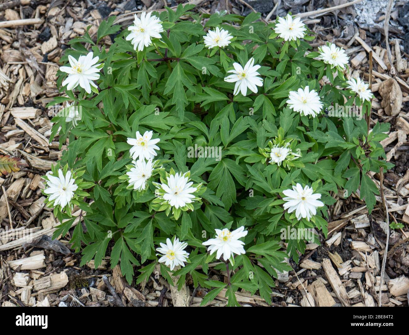 Une plante de l'anémone de bois Anemone Nemerosa Yerda Ramusem montrant les fleurs blanches semi-doubles contre le feuillage vert vif coupé Banque D'Images