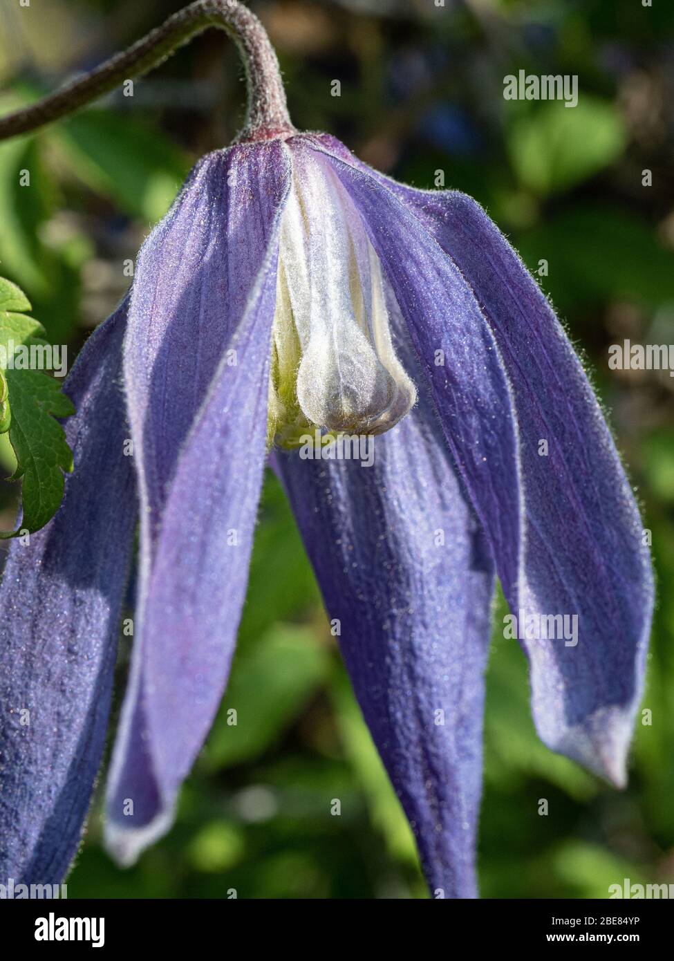 Gros plan sur une fleur bleue de Clematis alpina Blue Dancer Banque D'Images