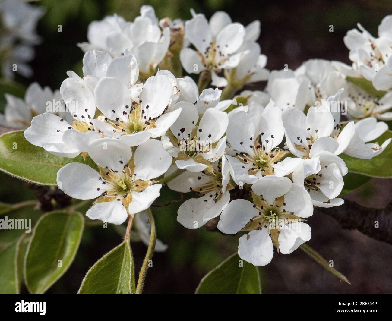 Gros plan sur un groupe de fleurs blanches pures d'une poire de conférence Banque D'Images