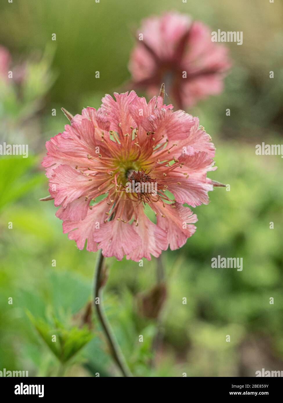 Gros plan sur la délicate fleur rose pâle de la banque Geum Bell Banque D'Images