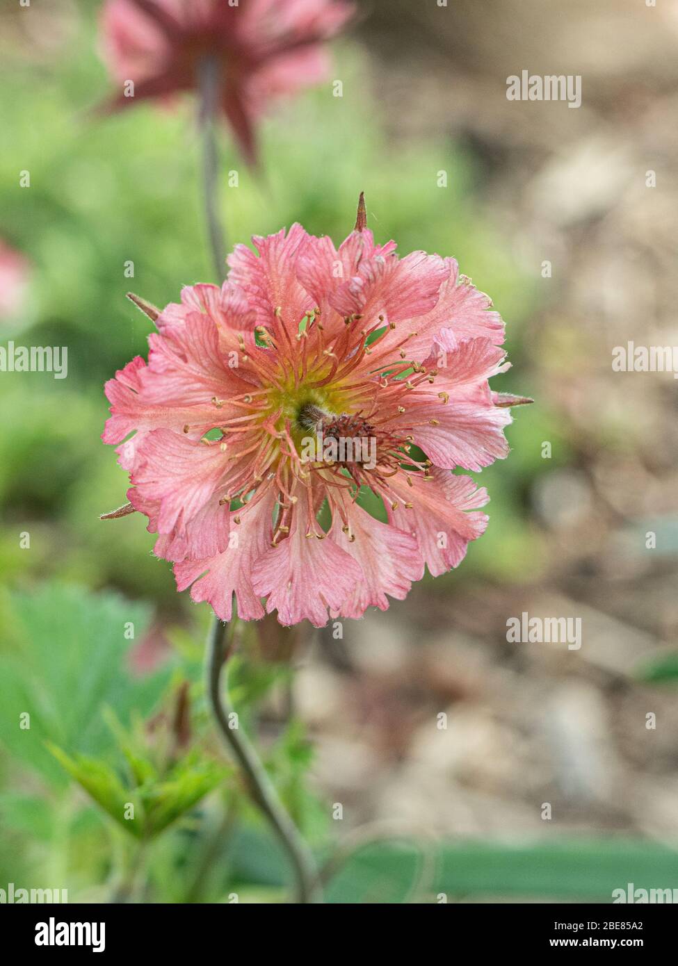 Gros plan sur la délicate fleur rose pâle de la banque Geum Bell Banque D'Images