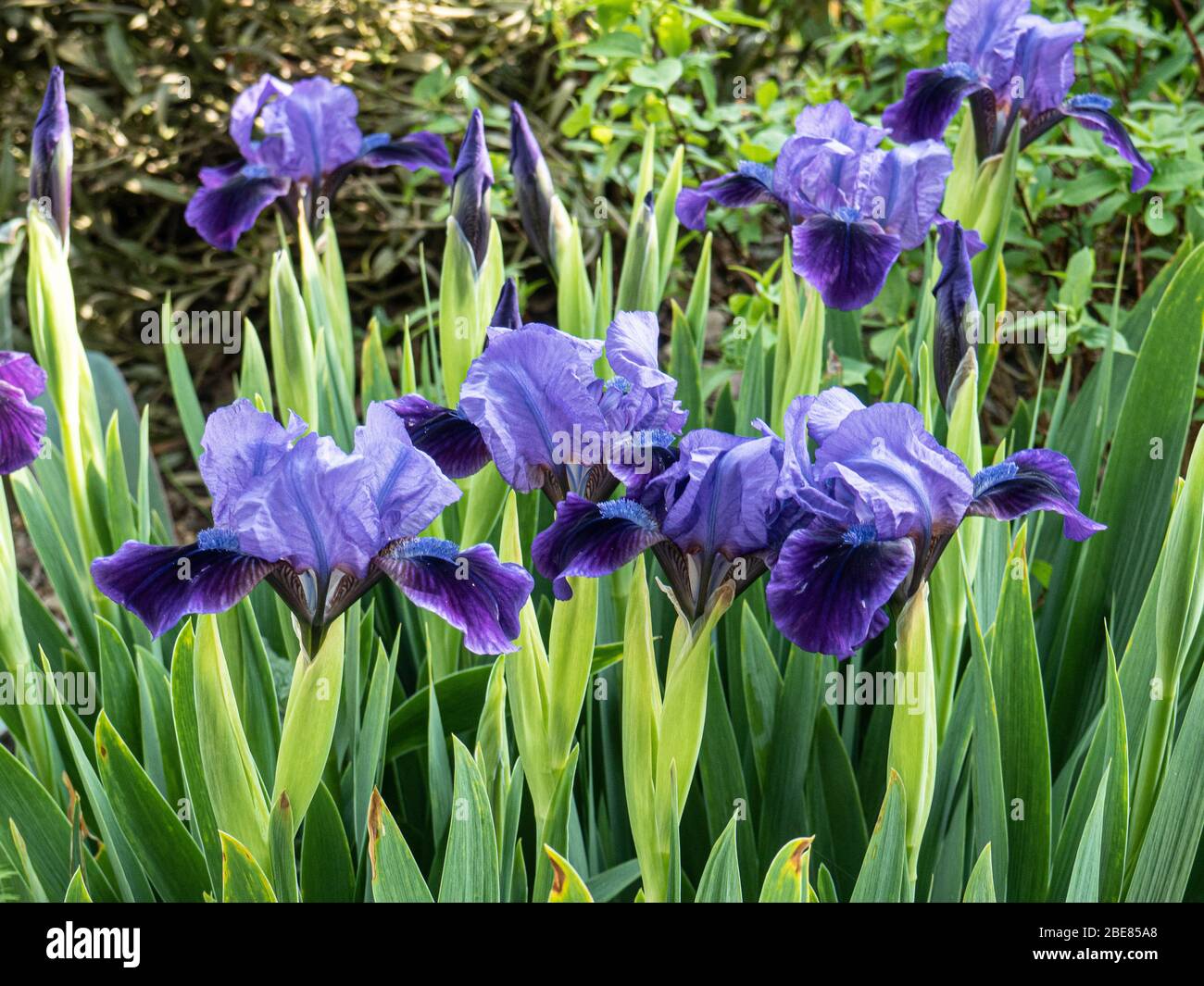 Un groupe de fleurs bleues profondes de l'Iris Brannigan nain Banque D'Images