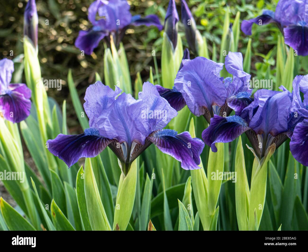 Un groupe de fleurs bleues profondes de l'Iris Brannigan nain Banque D'Images