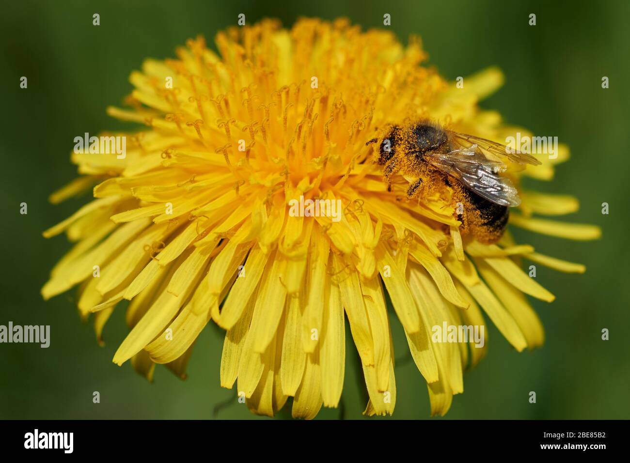 Gros plan d'une abeille noire européenne (APIS mellifera mellifera) recouverte de pollen assis sur une tête florissante de fleur de pissenlit et collectant le nectar Banque D'Images