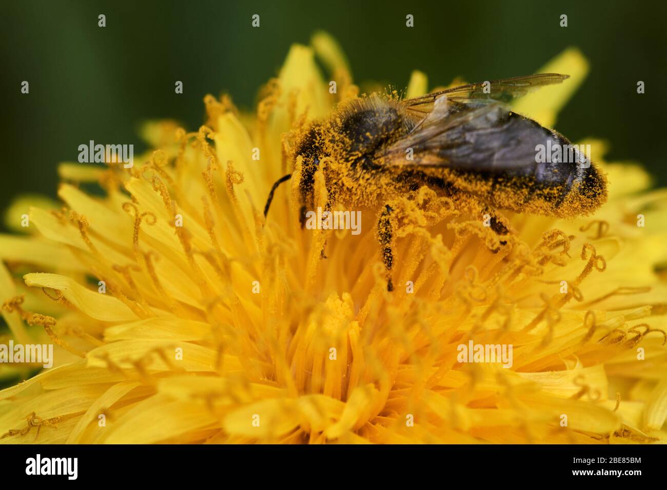 Abeille noire européenne (APIS mellifera mellifera) recouverte de pollen assis sur une tête florissante de fleur de pissenlit et collectant le nectar Banque D'Images