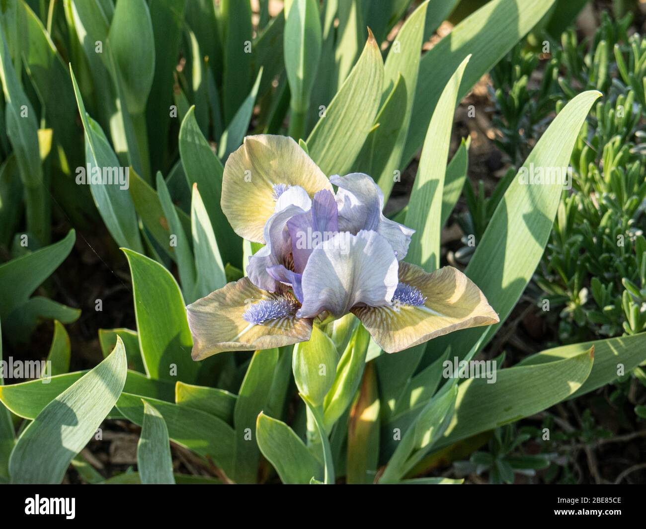 Gros plan sur une fleur d'escargoement du point de l'iris à barbe naine Banque D'Images