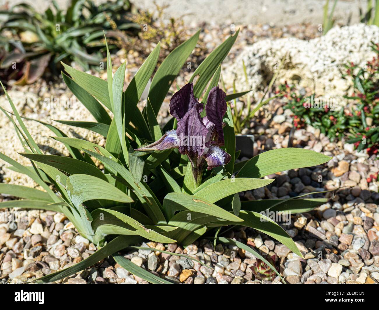 L'iris miniature violet profond, Iris suaveolens fleurit dans un jardin de puits Banque D'Images