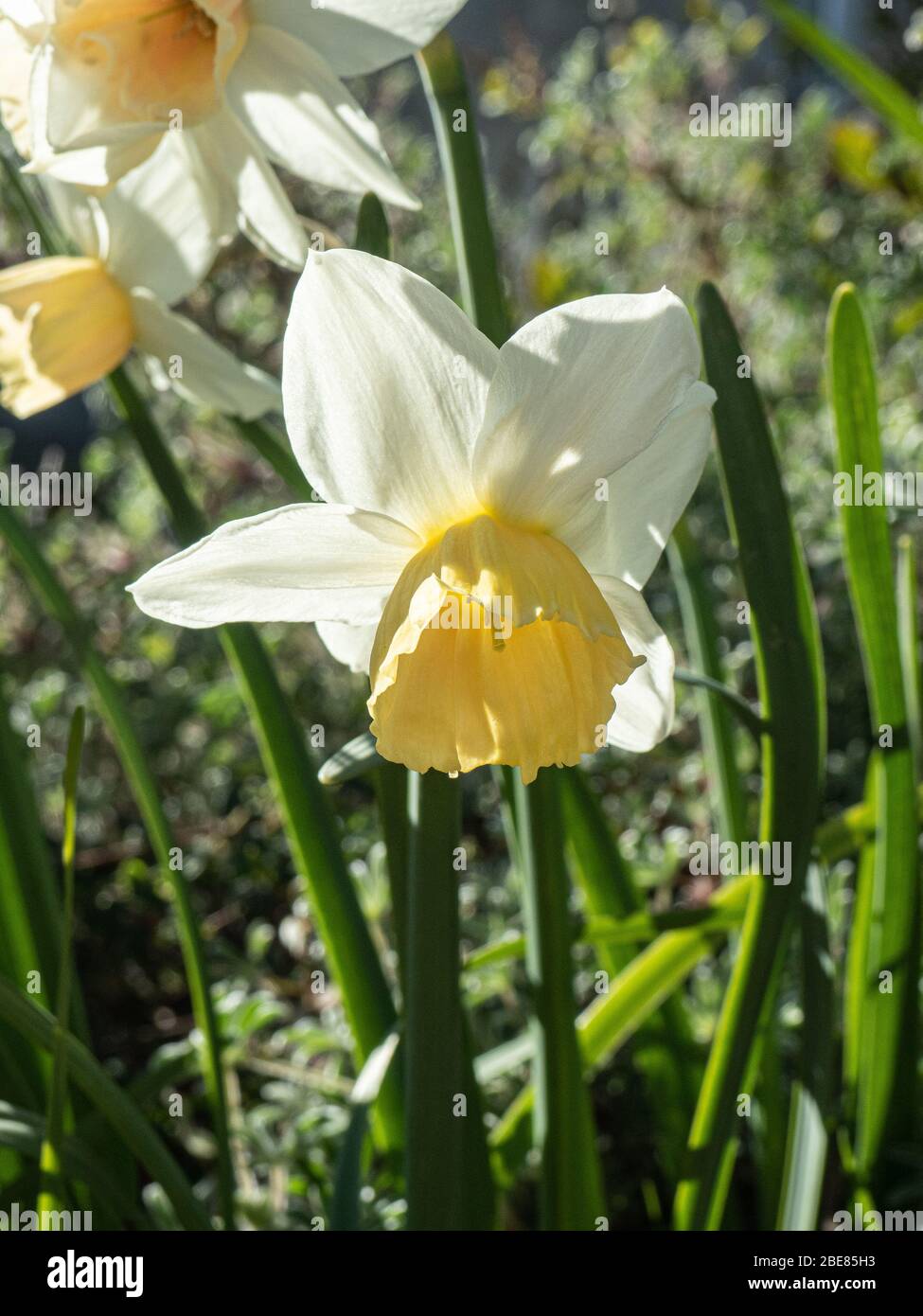 Une fleur blanche et jaune de Narcisse Katie Heath Banque D'Images