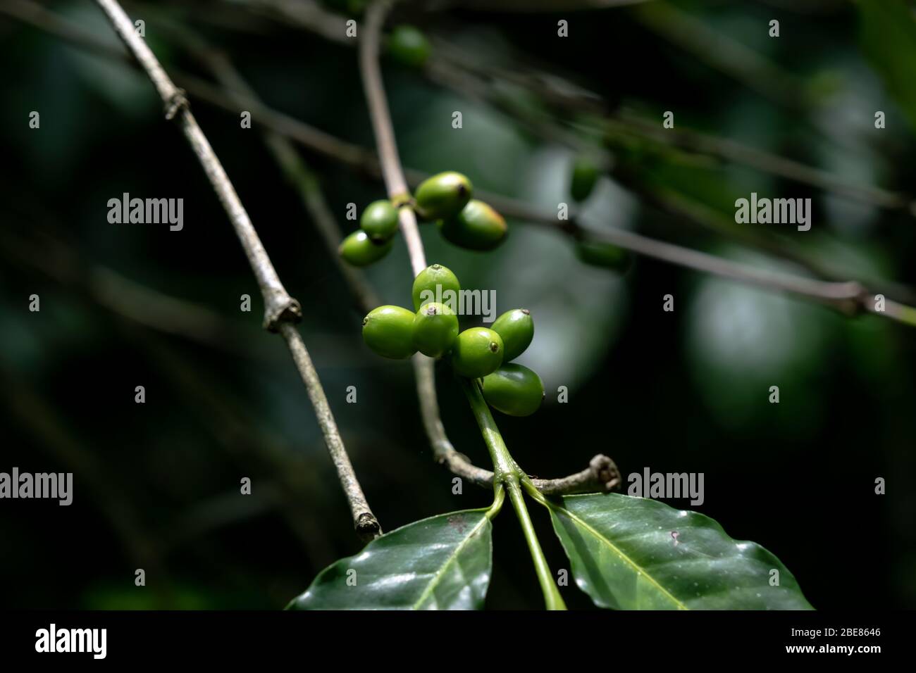 Grains de café arabica verts sur l'arbre à café, grains de café verts qui poussent Banque D'Images