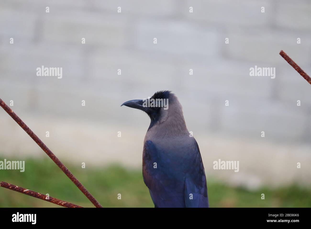 portrait de la rangée de maison regardant en été, image d'oiseau Banque D'Images
