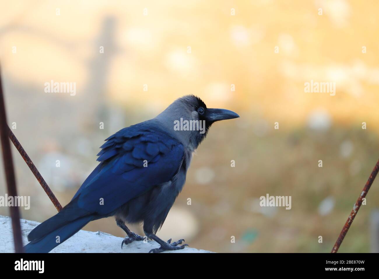 La rangée de maisons (Corvus splendens), aussi connue sous le nom de l'Indien, légrecked, Ceylon ou Colombo corrow, image d'oiseau Banque D'Images