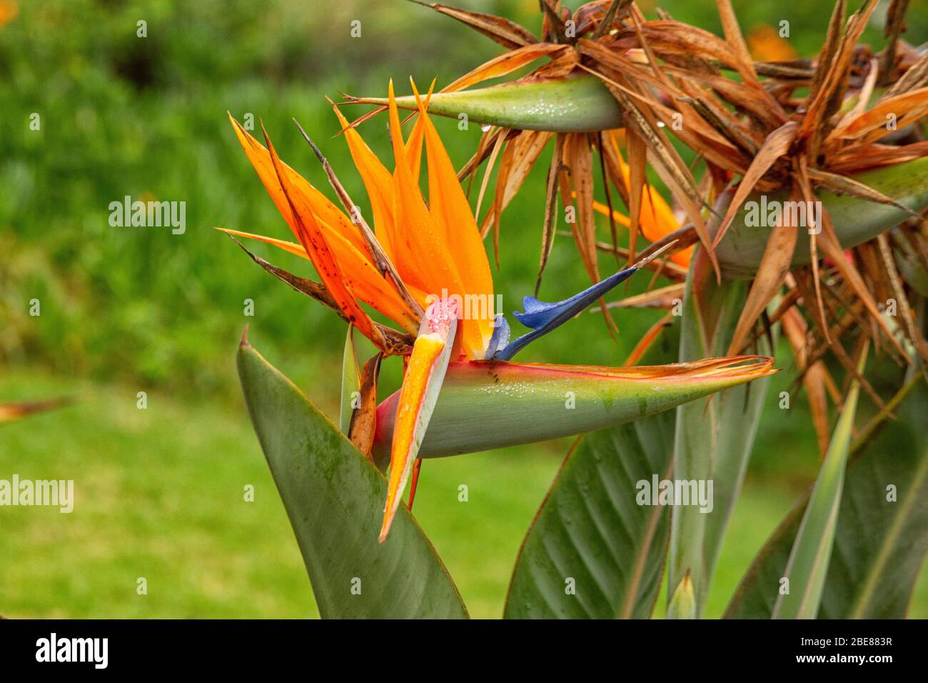 oiseau-de-paradis-bleu-banque-de-photographies-et-d-images-haute