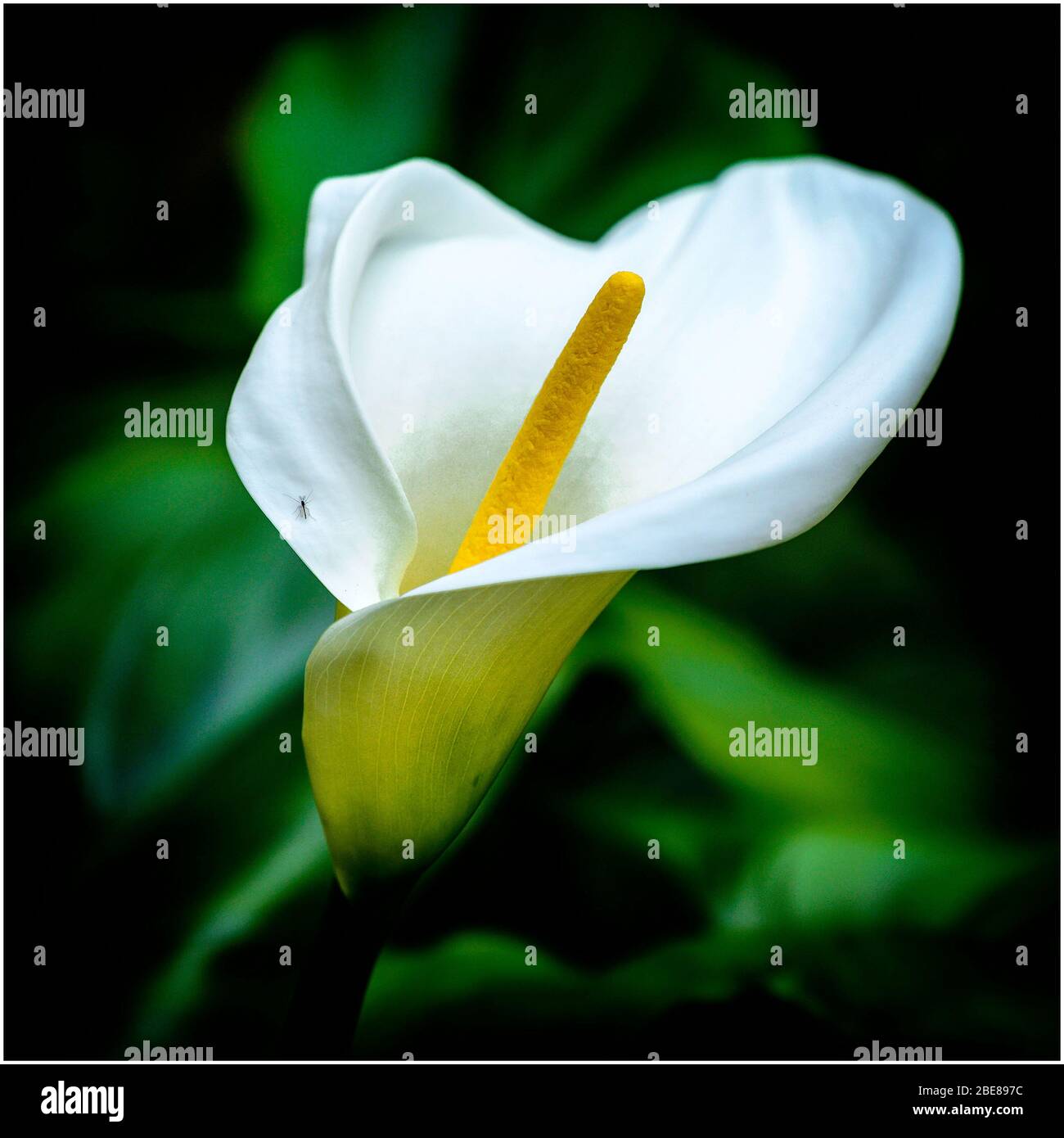 Zantedeschia aethiopica, le Calla Lily Banque D'Images