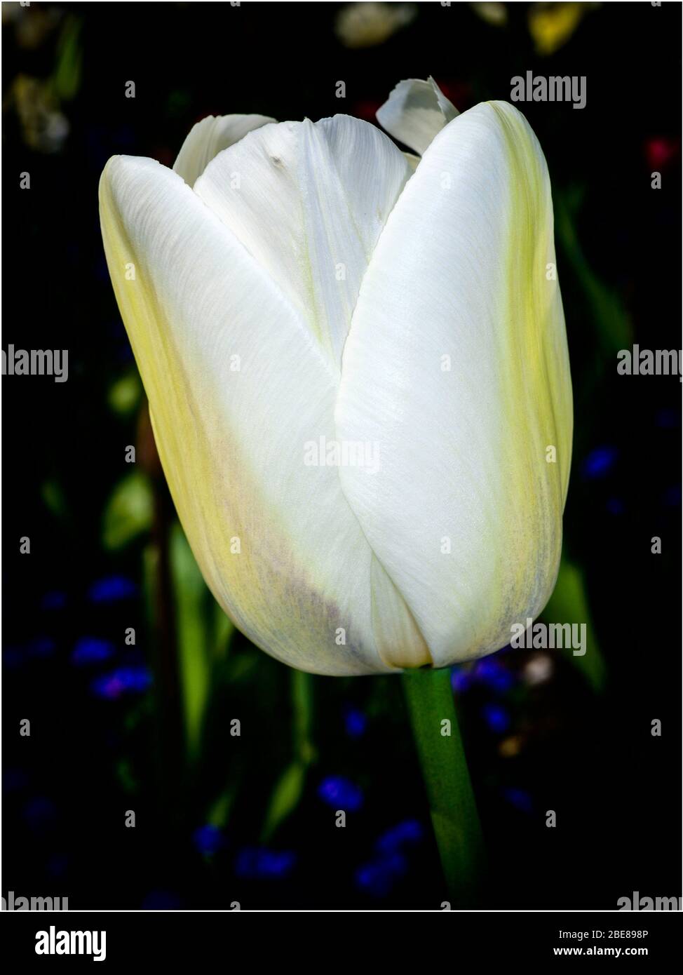 Fleur de tulipe blanche Banque D'Images