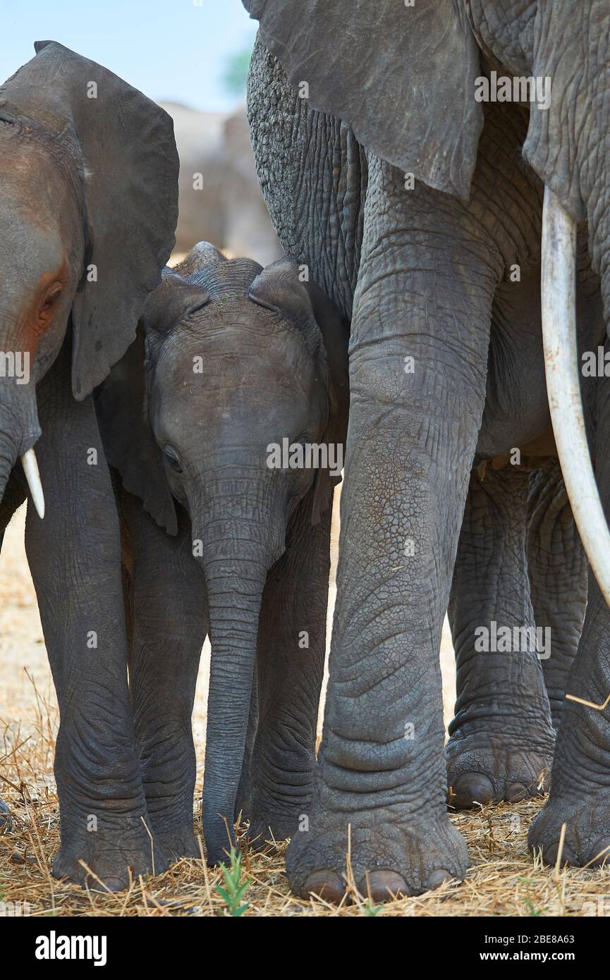 Un veau d'éléphant bénéficie d'un temps de collage familial Banque D'Images