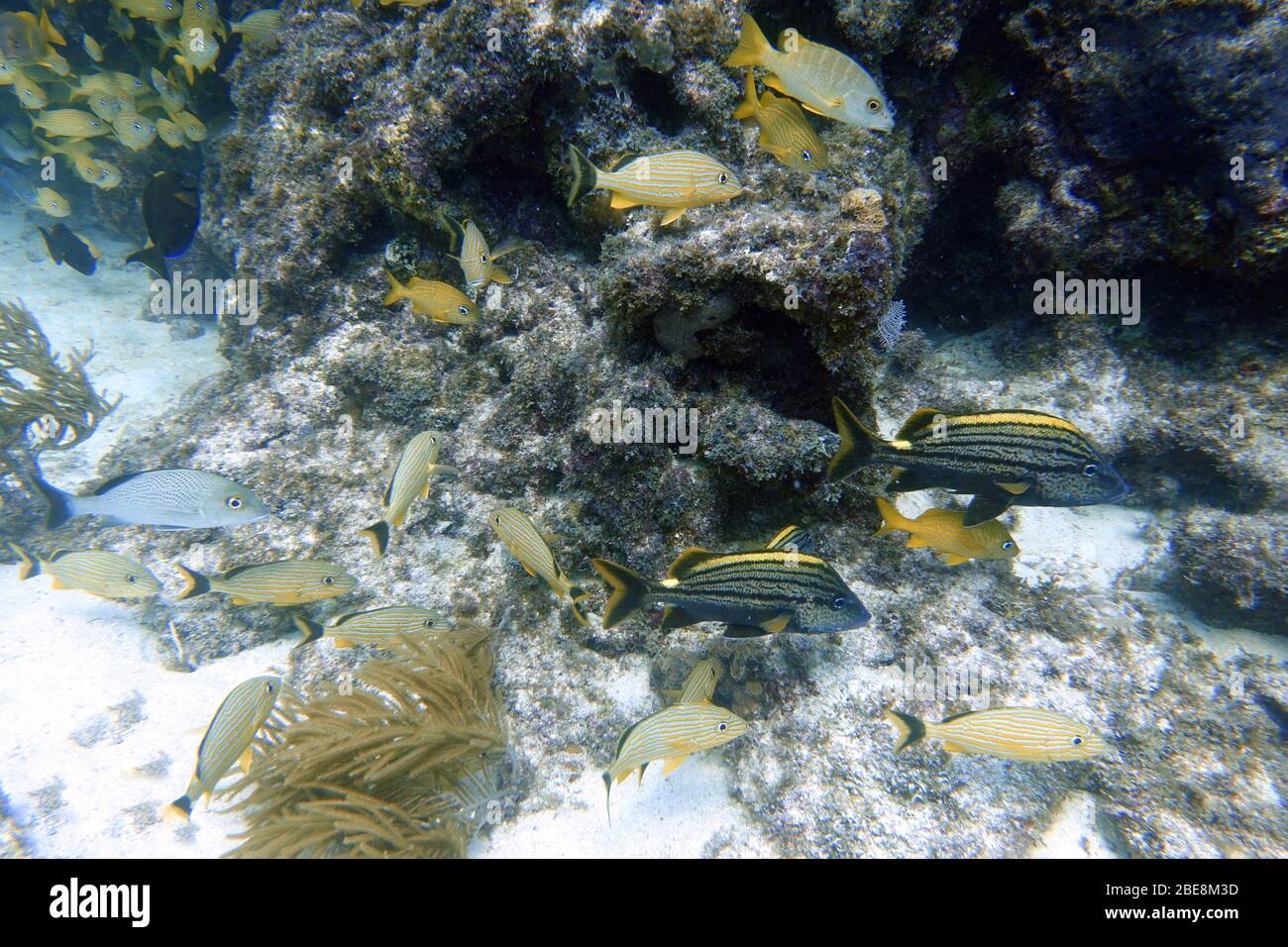 Une photo sous-marine de grunts espagnols ou Haemulon macrostomum sont rarement vues, mais reconnu par la large bande jaune qui descend en haut de la Banque D'Images