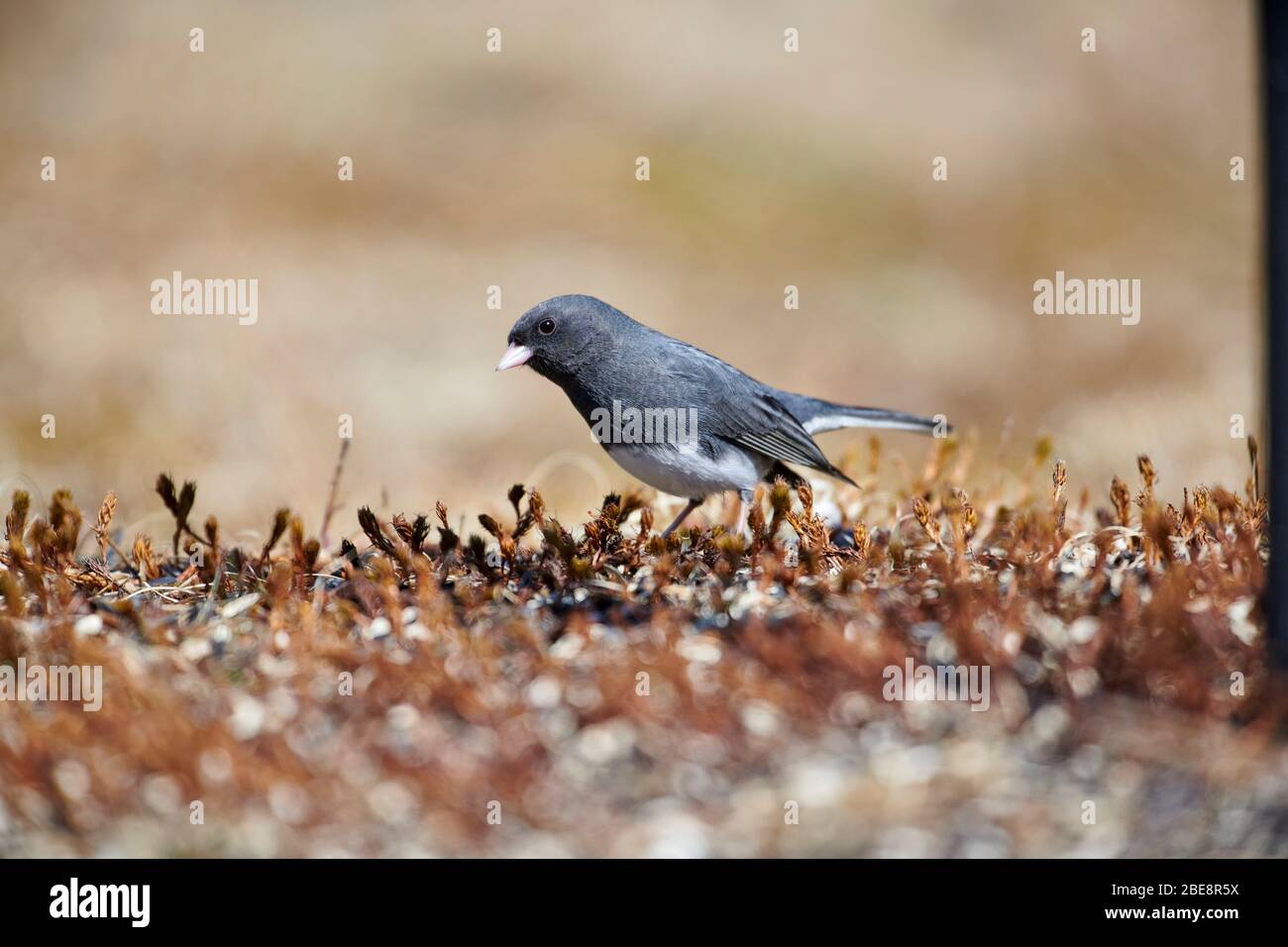 Junco à yeux foncés (Junco hyemalis), sous-groupe de couleur ardoise, recherche de semences dans le jardin, Cherry Hill, Nouvelle-Écosse, Canada Banque D'Images
