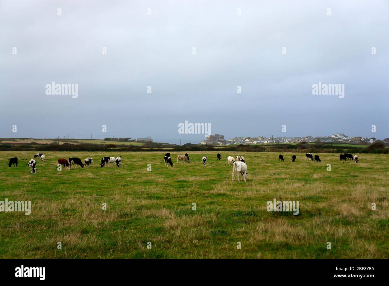 Vaches pacage dans le champ dans le nord de Cornwall Banque D'Images