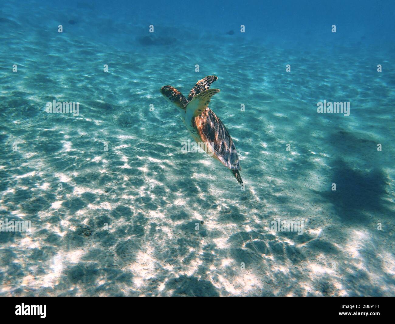 Nageoires De Tortue Banque d'image et photos Page 3 Alamy — free download