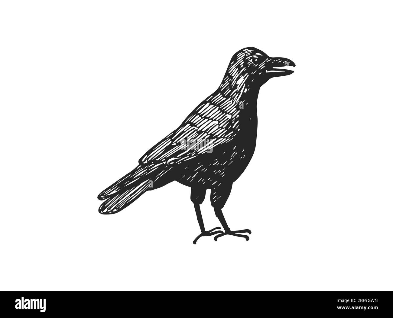 Illustration vectorielle oiseau dessinée à la main. Illustration de Vecteur