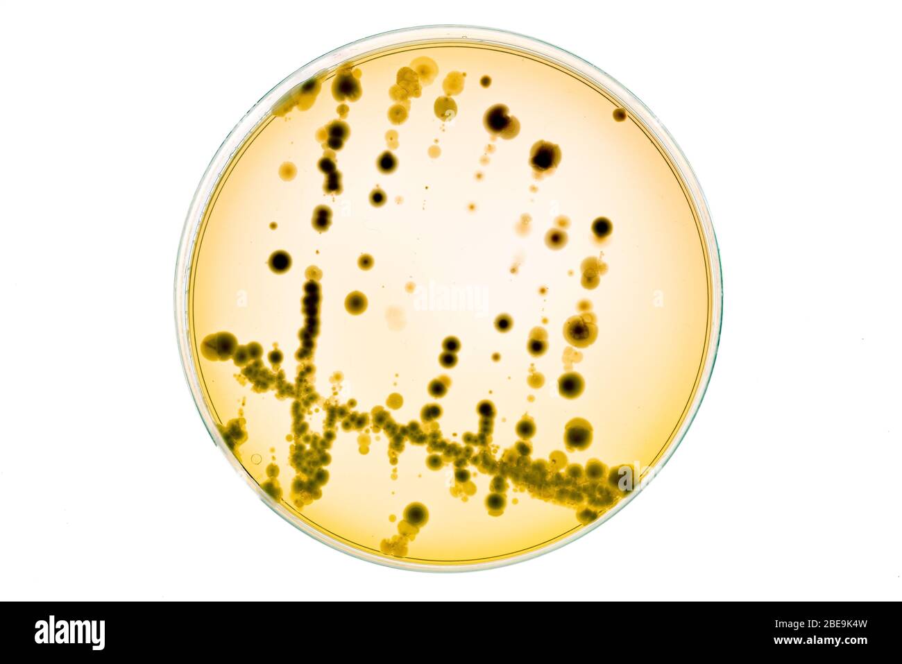 Culture De Bactéries dans Les Boîtes de Petri sur gel de gélose expérience scientifique. Banque D'Images