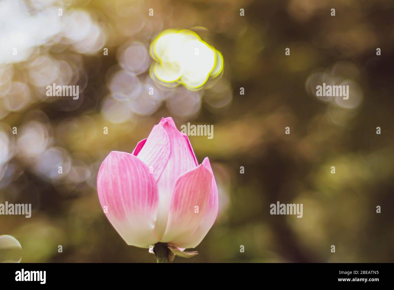 Fleur de Lotus rose Bud. Belle eau de lys contre fond de nature bokeh brillant Banque D'Images