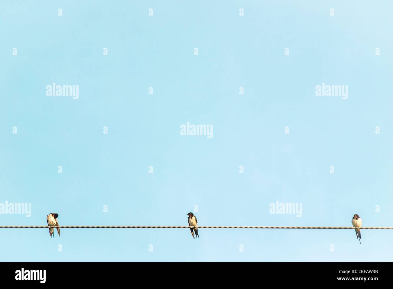 Trois petits oiseaux relaxent la faune heureuse sur le fil électrique sur fond bleu ciel Banque D'Images