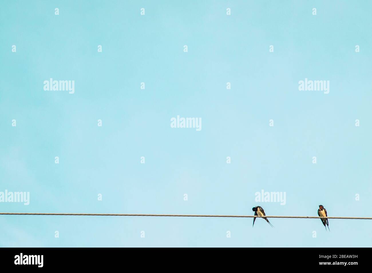 Deux petits oiseaux relaxent la faune heureuse sur le fil électrique sur fond bleu ciel Banque D'Images