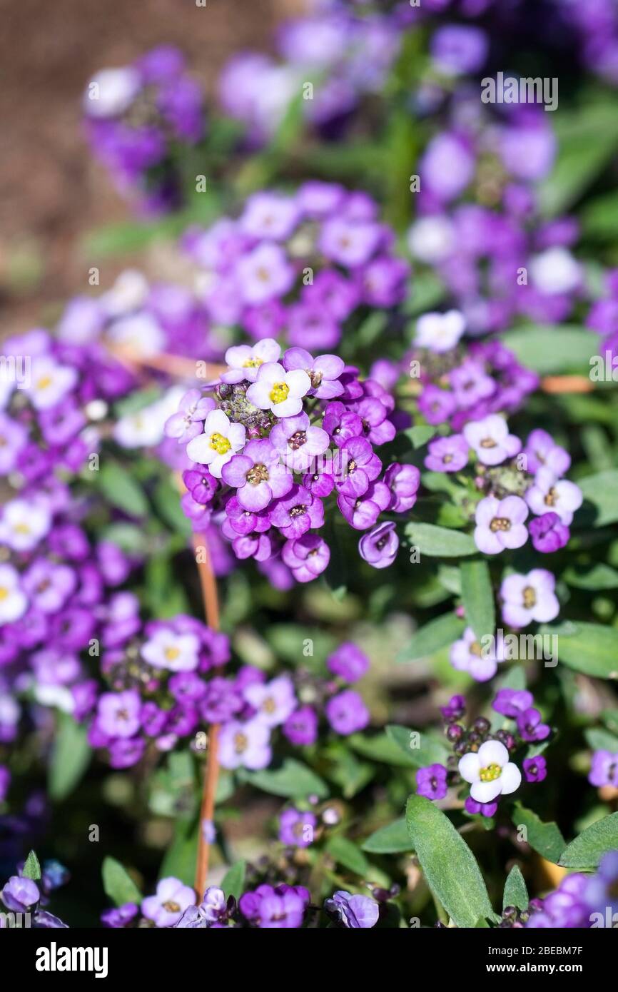 Fleurs violettes des nuits orientales d'Alyssum Sweet, Alyssum Oriental. Banque D'Images