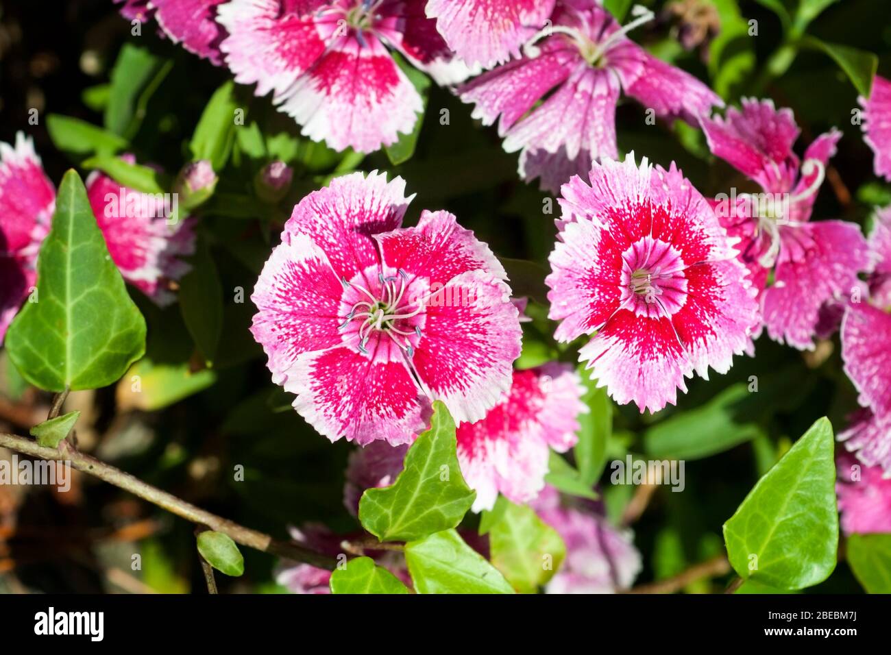 Fleurs blanches et rouges de rose arc-en-ciel, Dianthus chinensis Banque D'Images