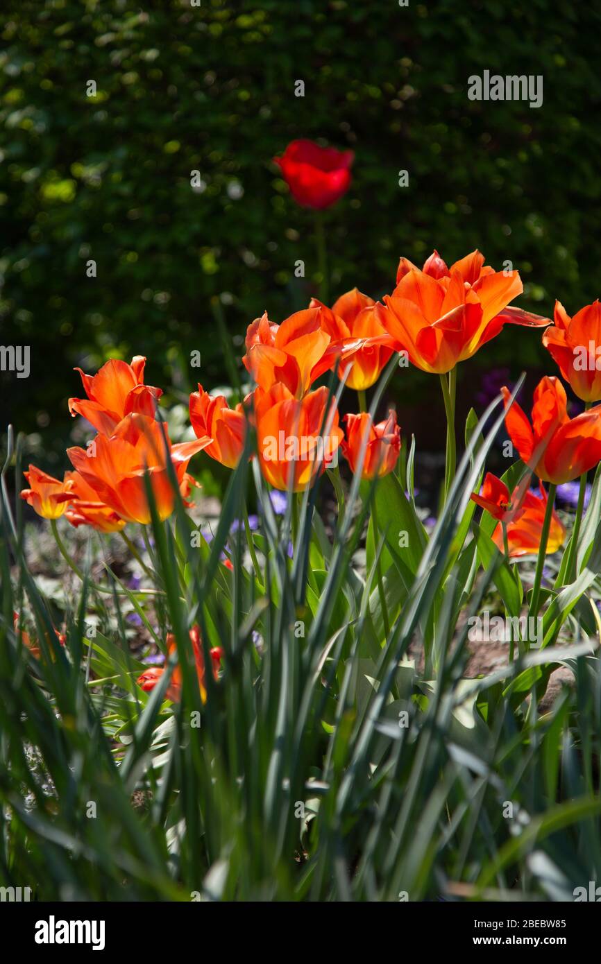 scène de jardin avec tulipes en contre-jour fleuissant en jaune, orange et rouge devant d'autres plantes vertes dans le fond flou Banque D'Images