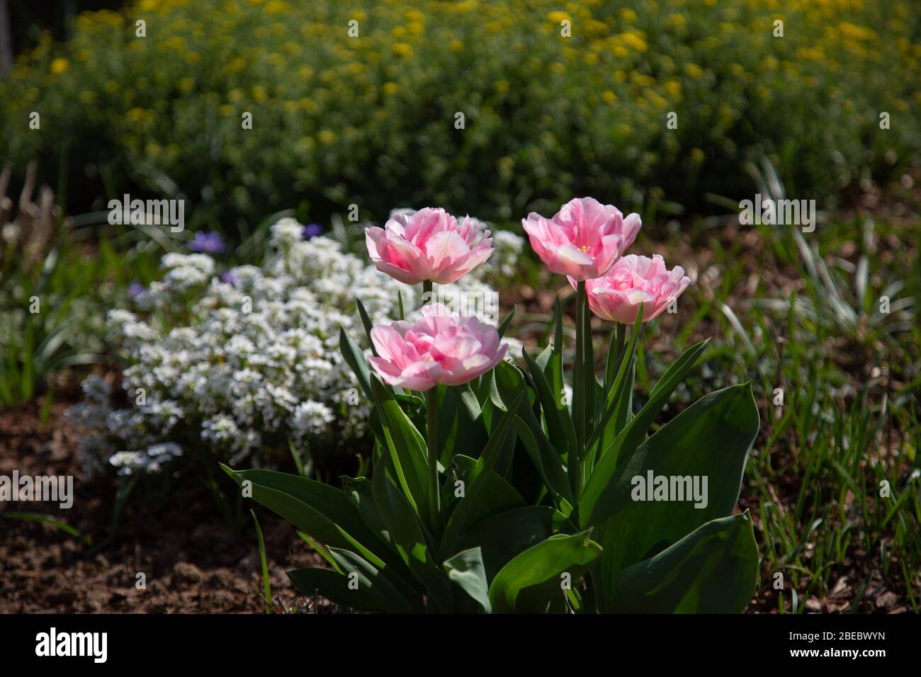 scène de jardin avec tulipes fleuissant en blanc et rose devant la maadorte (Alyssum) et d'autres plantes vertes dans le fond flou Banque D'Images