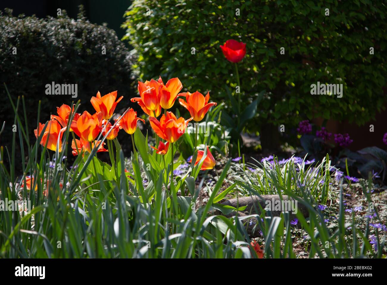 scène de jardin avec tulipes en contre-jour fleuissant en jaune, orange et rouge devant d'autres plantes vertes dans le fond flou Banque D'Images