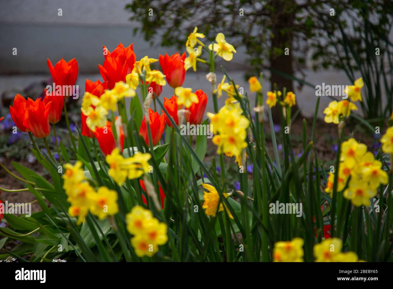 tulipes rouges en pleine floraison avec des jonquilles jaunes floues devant et un vieux tronc d'arbre dans le fond flou Banque D'Images