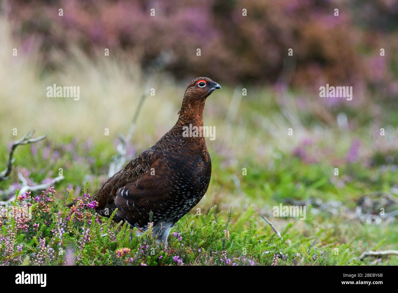 Grouse des Maures de North York Banque D'Images