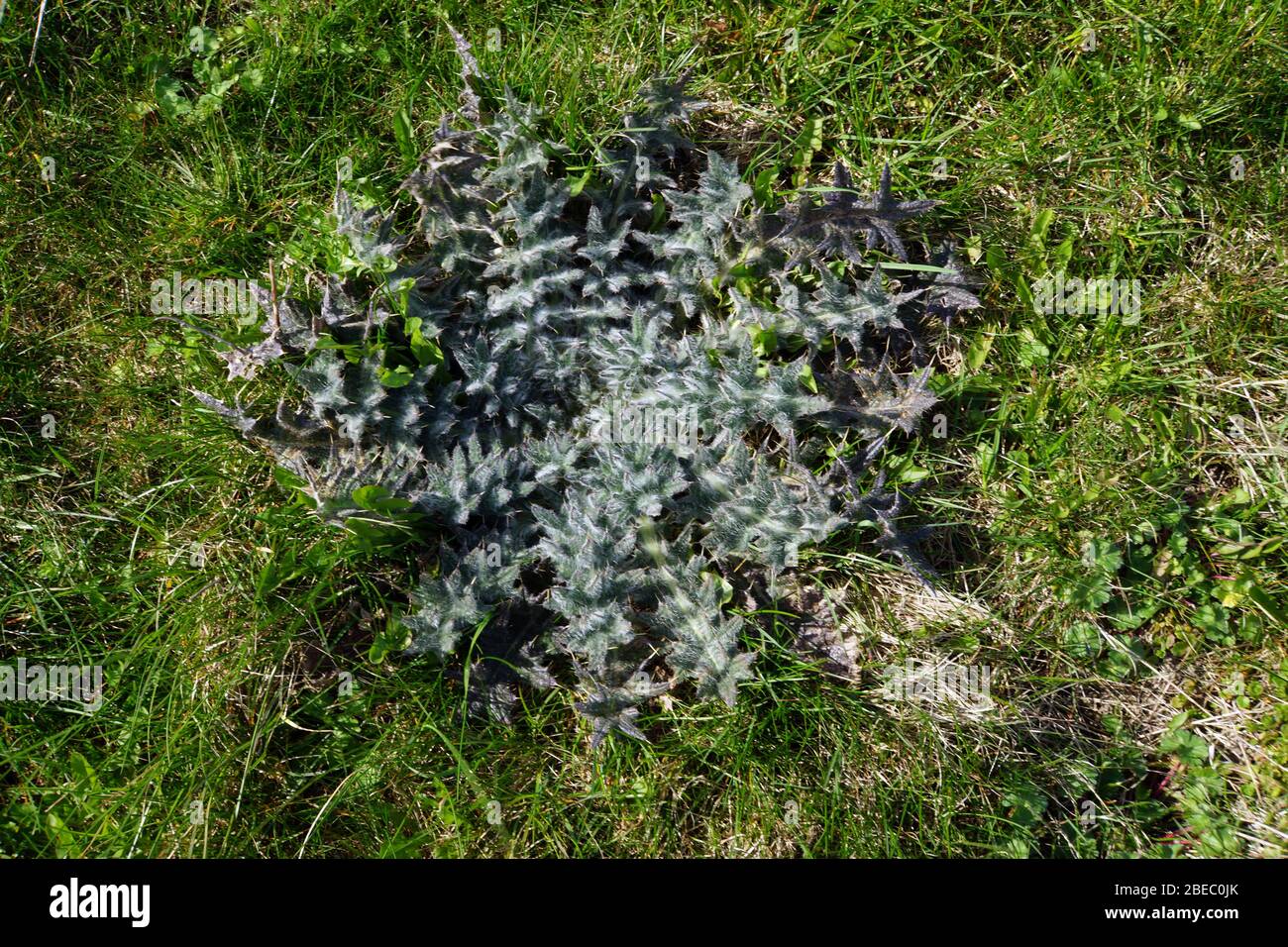 Blattrosette der Gewöhnlichen Kratzdistel (Cirsium vulgare), Bastorf, Mecklembourg-Poméranie-Occidentale, Allemagne Banque D'Images