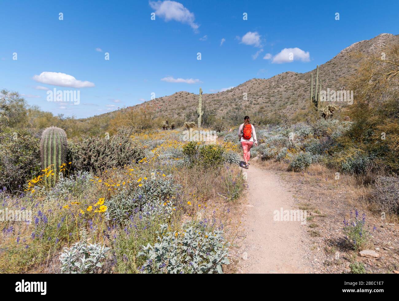Une femme en forme qui se pose sur un sentier de randonnée dans le désert au printemps près de Scottsdale Arizona Banque D'Images