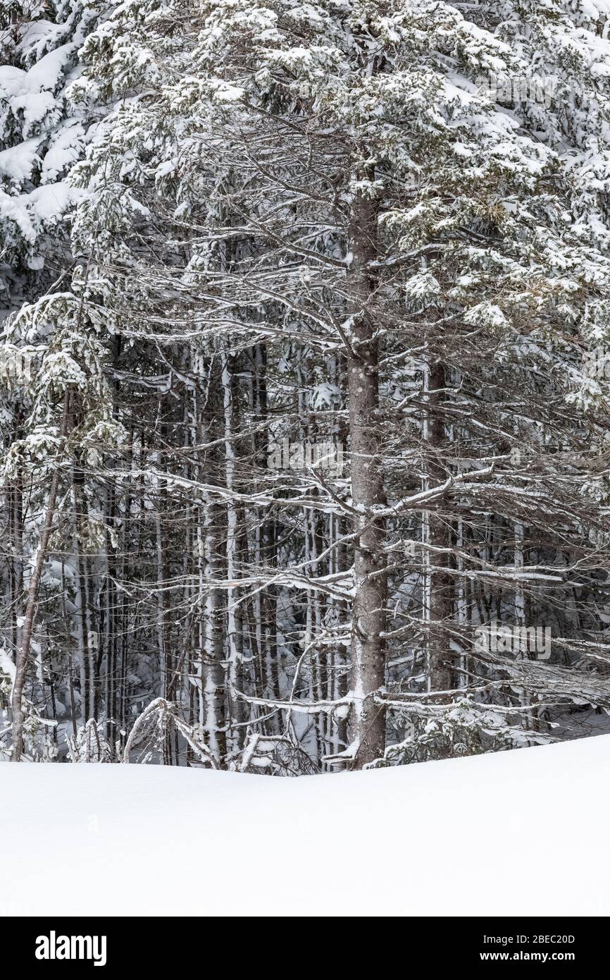 Forêt enneigée d'épinette et de sapin le long de la route Burgeo, route 480, à Terre-Neuve, Canada Banque D'Images