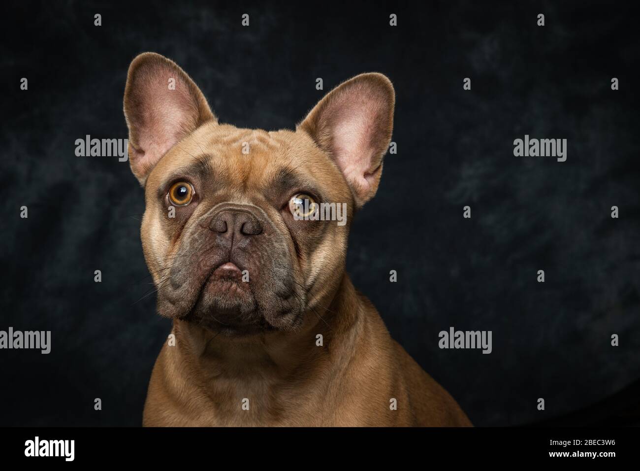 Photos de Bulldog en français sur fond, portrait de studio Banque D'Images