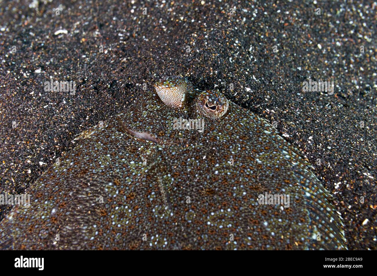 Flet à large vue (Bothus podas) sous-marin gros plan de poissons portrait dans le sable volcanique (Puerto Naos, la Palma, îles Canaries, mer Atlantique, Espagne) Banque D'Images