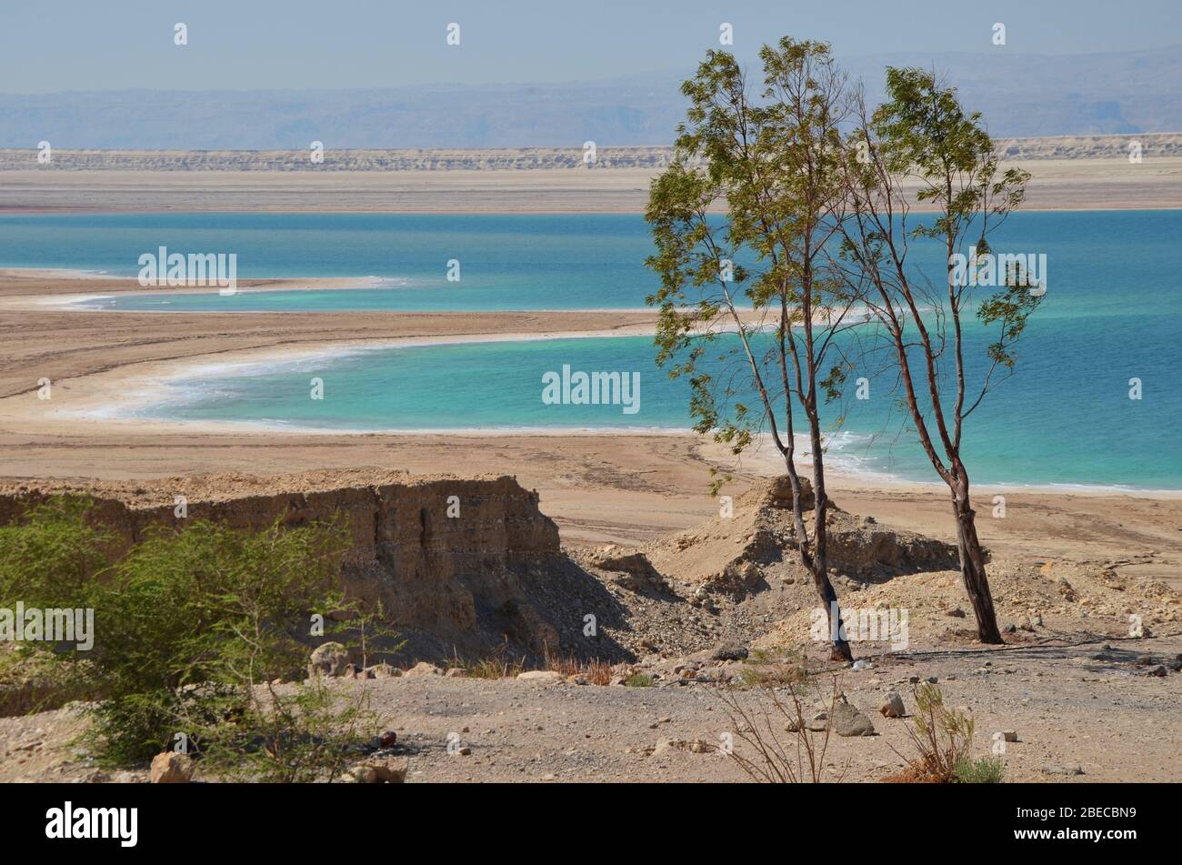 Deux arbres isolés dans le désert à la mer morte Jordanie Banque D'Images