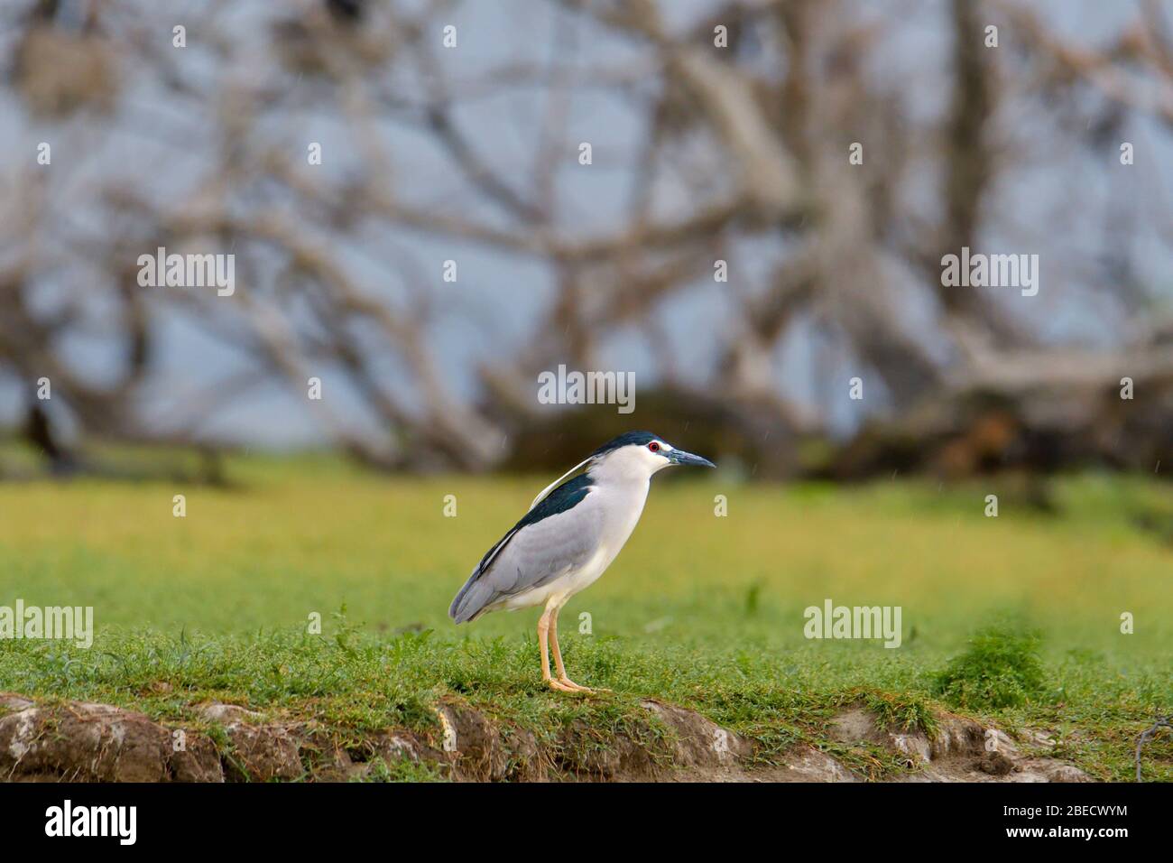 Oiseau d'eau heron de nuit à couronne noire Banque D'Images