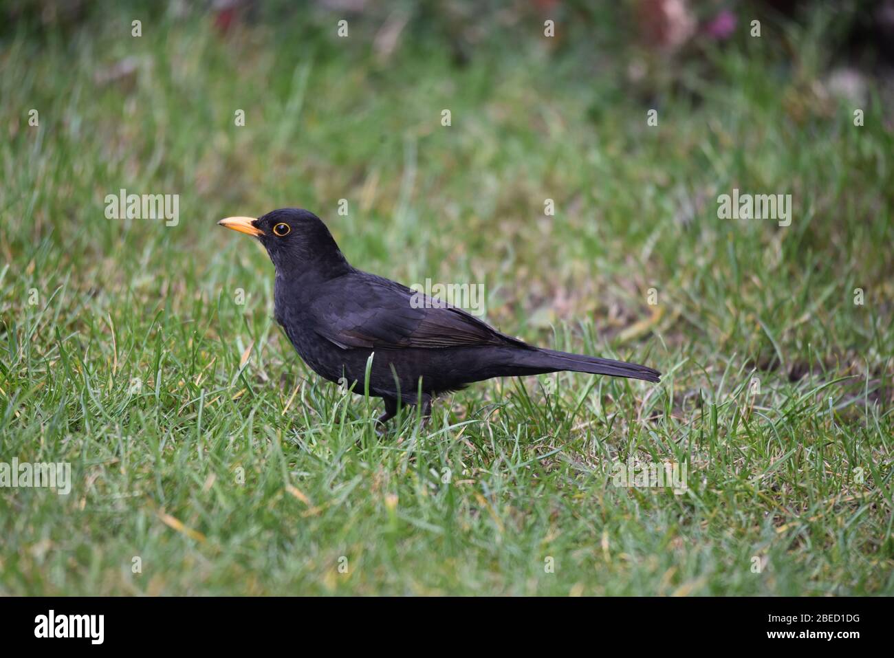 jeune oiseau noir dans le jardin à la recherche de nourriture au printemps. Banque D'Images